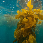 Is Kelp the Sea’s Secret Weapon for Diabetes Management?