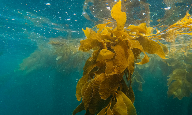 Is Kelp the Sea’s Secret Weapon for Diabetes Management?