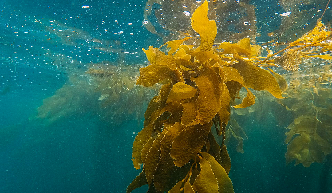 Is Kelp the Sea’s Secret Weapon for Diabetes Management?