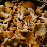 Mushroom Magic: Nature’s Secret Weapon Against Diabetes