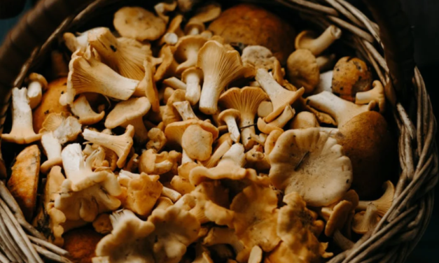 Mushroom Magic: Nature’s Secret Weapon Against Diabetes